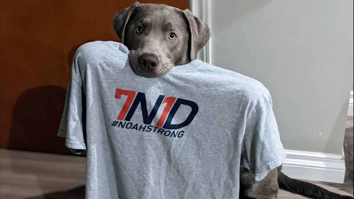Grey puppy holding a 7N1D #NoahStrong tee shirt